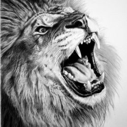 Face Lion Drawing Stunning Sketch