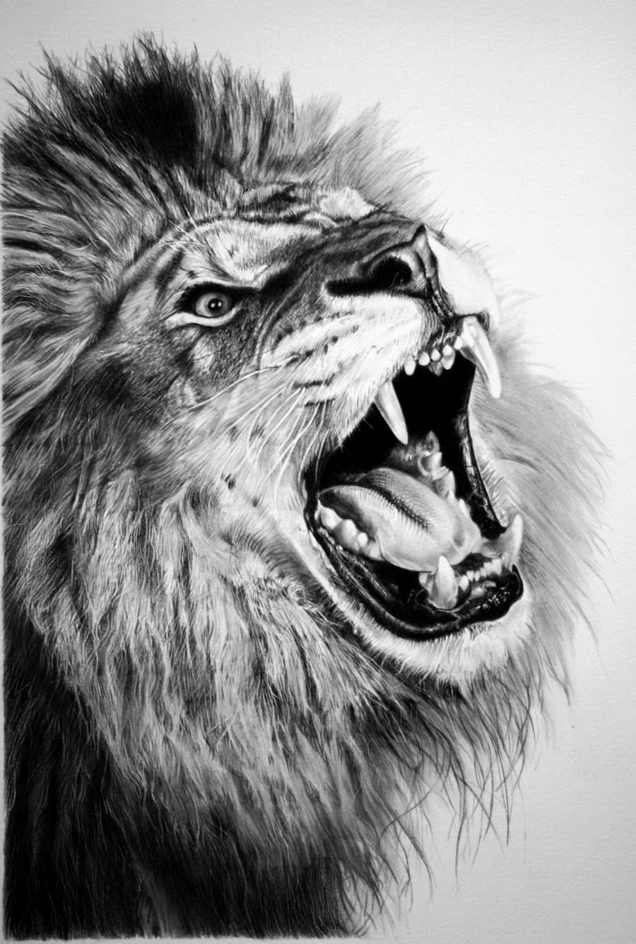 Face Lion Drawing Stunning Sketch