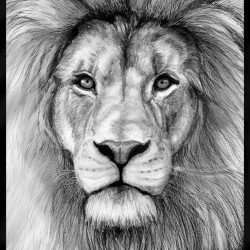 Face Lion Drawing Unique Art