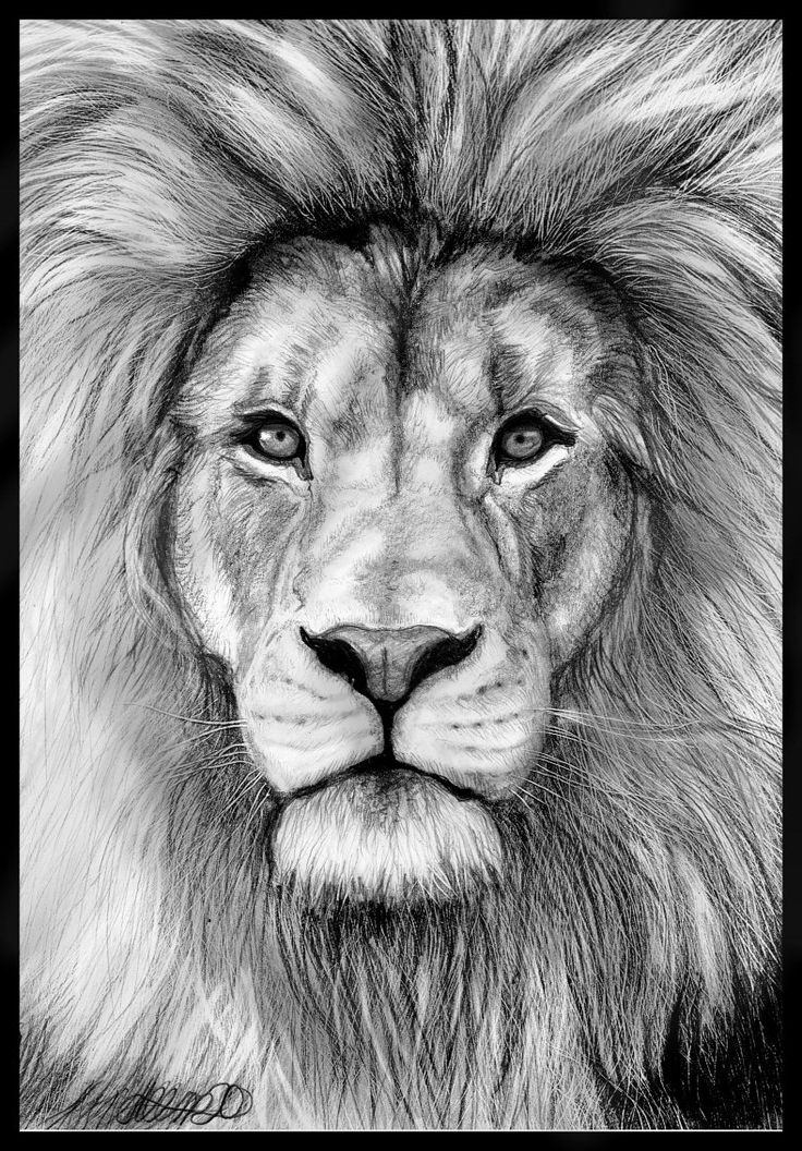 Face Lion Drawing Unique Art