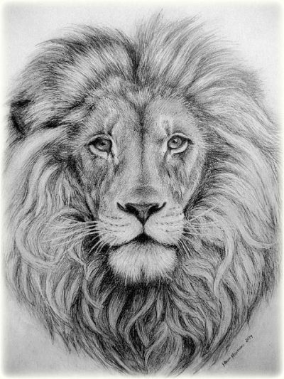 Face Lion, Majestic Mane, Regal Presence, Wild Spirit, Fierce Expression Drawing