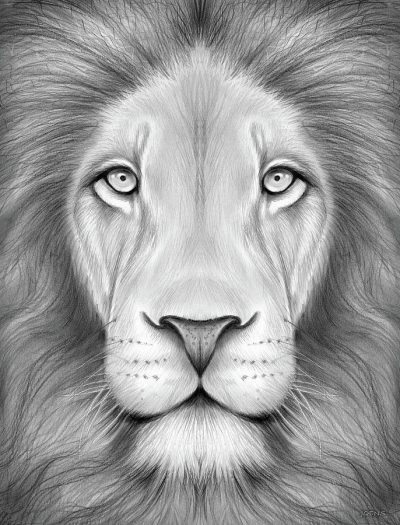 Face Lion, Majestic Mane, Regal Presence, Wild Spirit, Fierce Expression Drawing