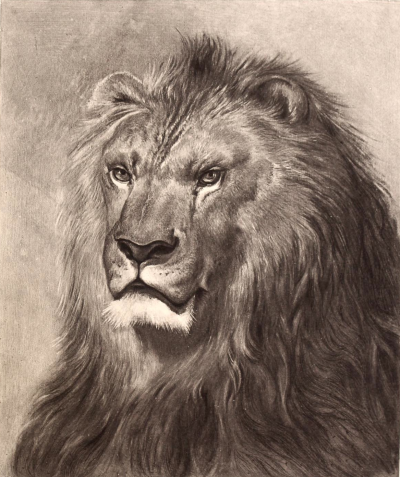 Face Lion, Majestic Roar, Fierce Mane, Regal Presence, Wild Spirit Drawing