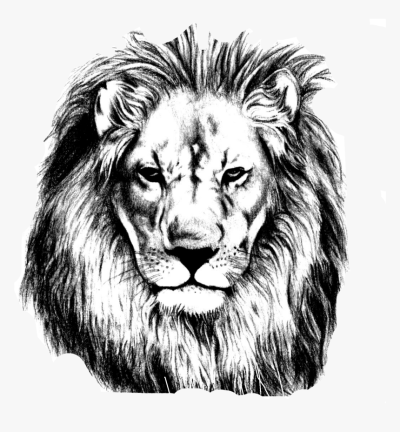 Face Lion, Majestic Roar, Fierce Mane, Regal Presence, Wild Spirit Drawing