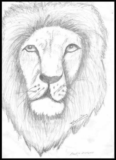 Face Lion, Majestic Mane, Regal Presence, Fierce Gaze, Wild Roar Drawing