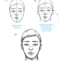 Face Proportions Drawing