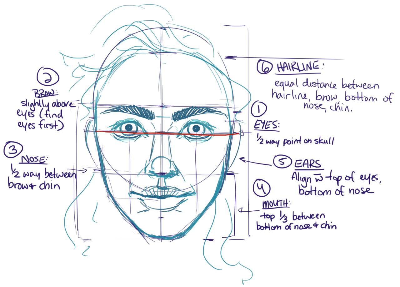 Face Proportions Drawing Amazing Sketch