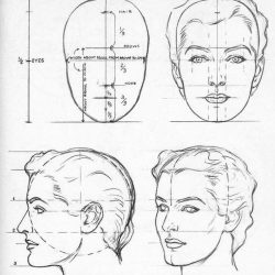 Face Proportions Drawing Hand drawn