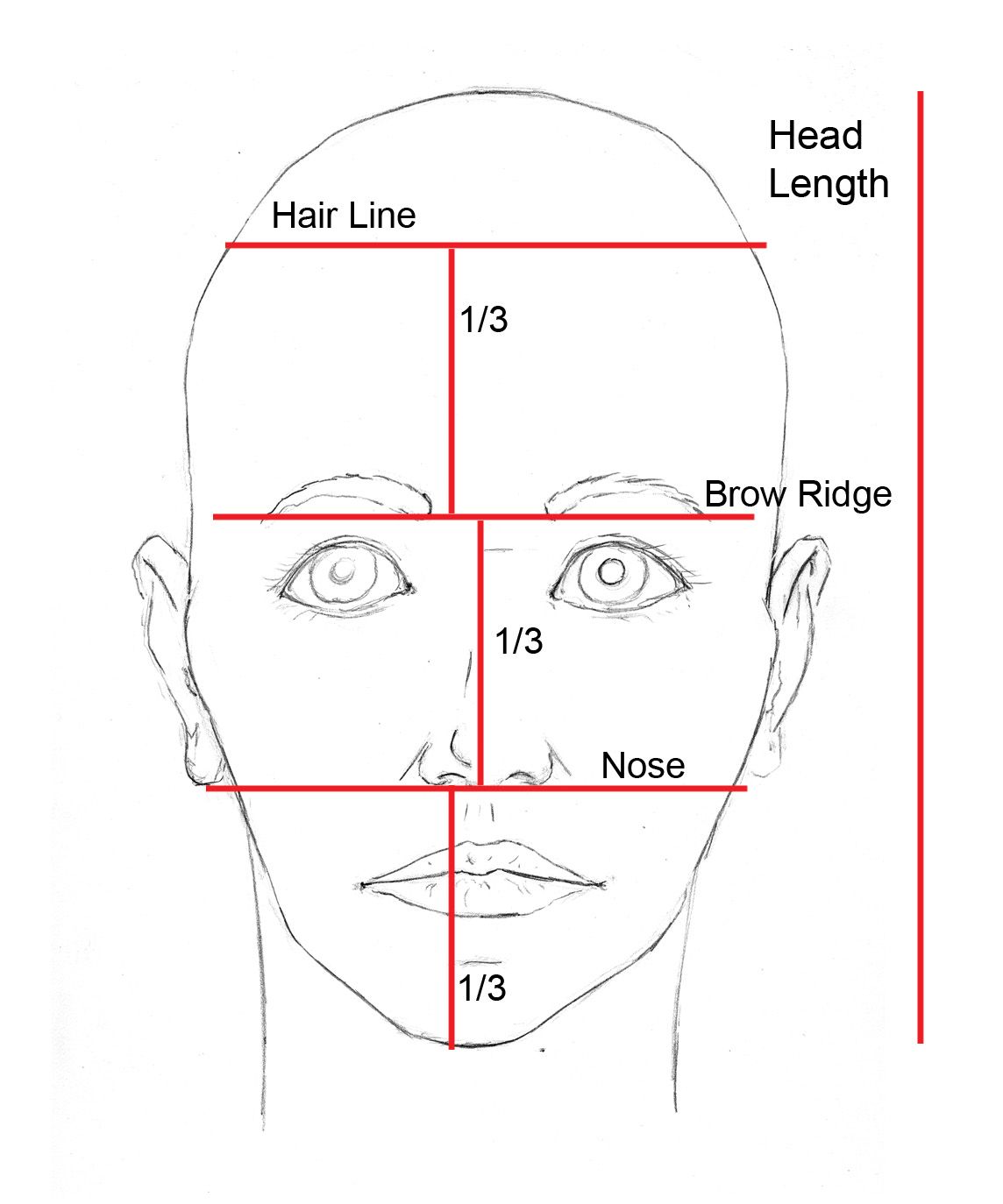 Face Proportions Drawing Sketch