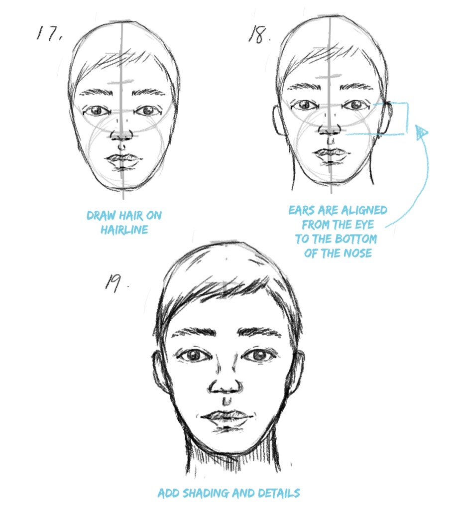 Face Proportions Drawing