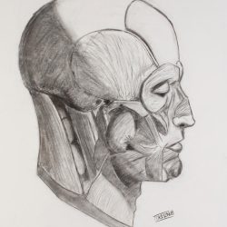 Face Side View Drawing Realistic Sketch