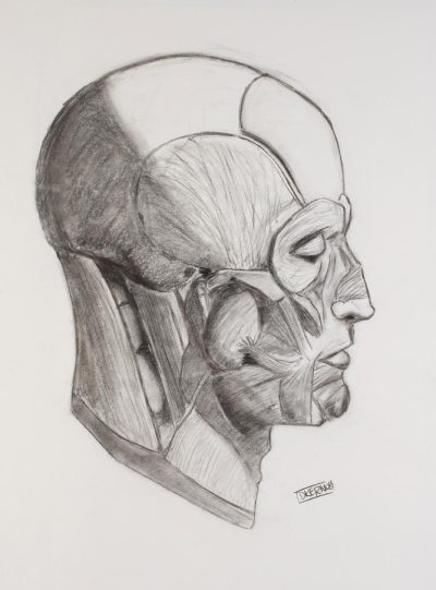 Face Side View, Profile Angle, Side Silhouette, Facial Contour, Lateral Perspective Drawing