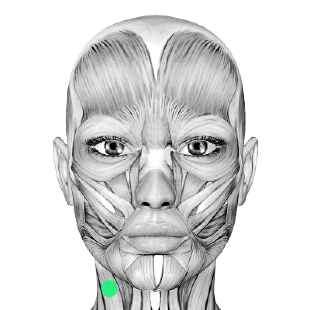 Facial Anatomy Drawing Hand drawn Sketch