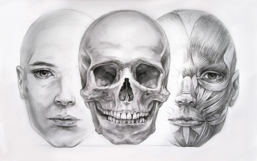 Facial Anatomy Drawing Modern Sketch