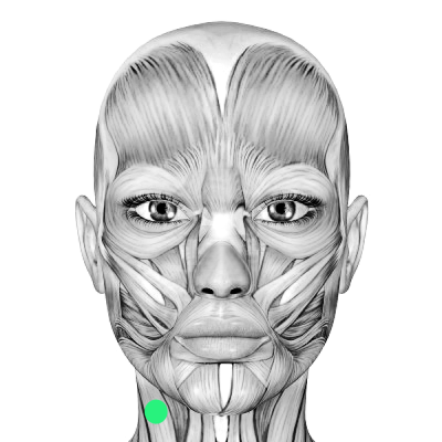 Facial Anatomy, Function, Symmetry, Features, Structure Drawing