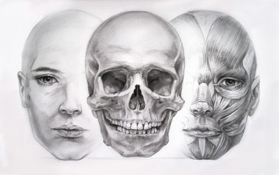 Facial Anatomy, Structure, Function, Proportions, Features Drawing