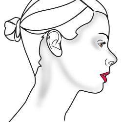 Facial Profile Drawing