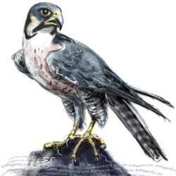 Falcon Drawing