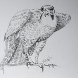 Falcon Drawing Amazing Sketch