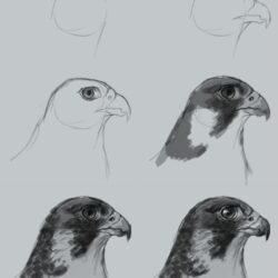 Falcon Drawing Creative Style