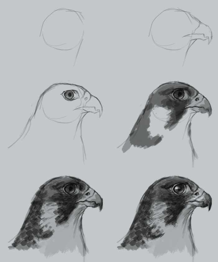 Falcon Drawing Creative Style