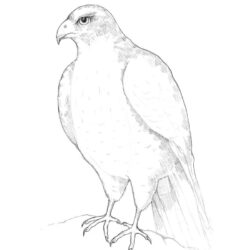 Falcon Drawing Detailed Sketch