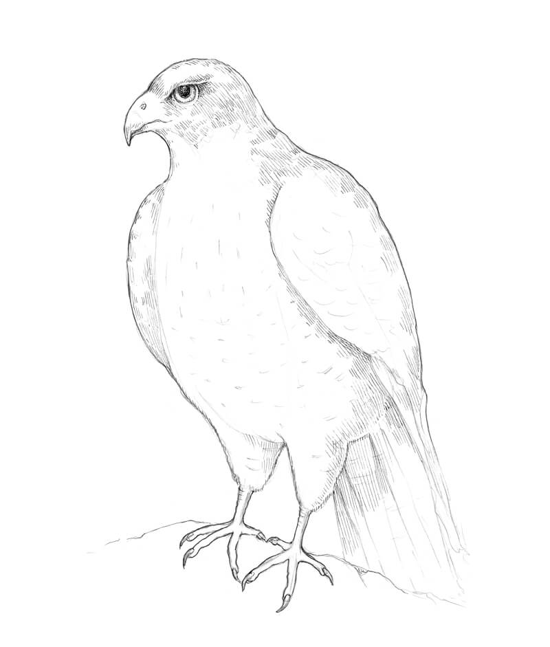 Falcon Drawing Detailed Sketch