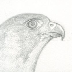 Falcon Drawing Hand Drawn