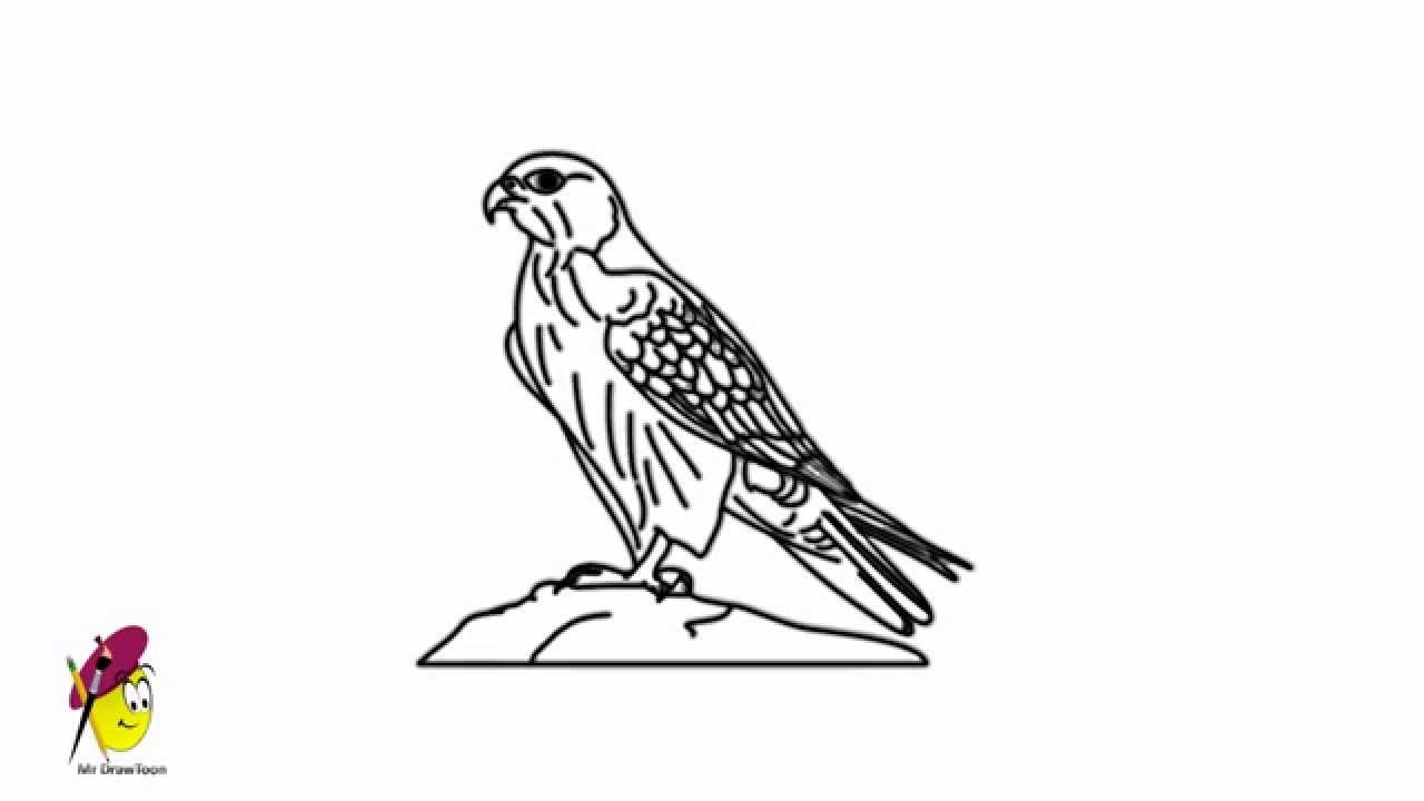Falcon Drawing Hand Drawn Sketch
