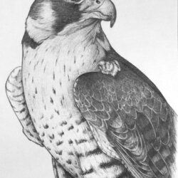 Falcon Drawing Image