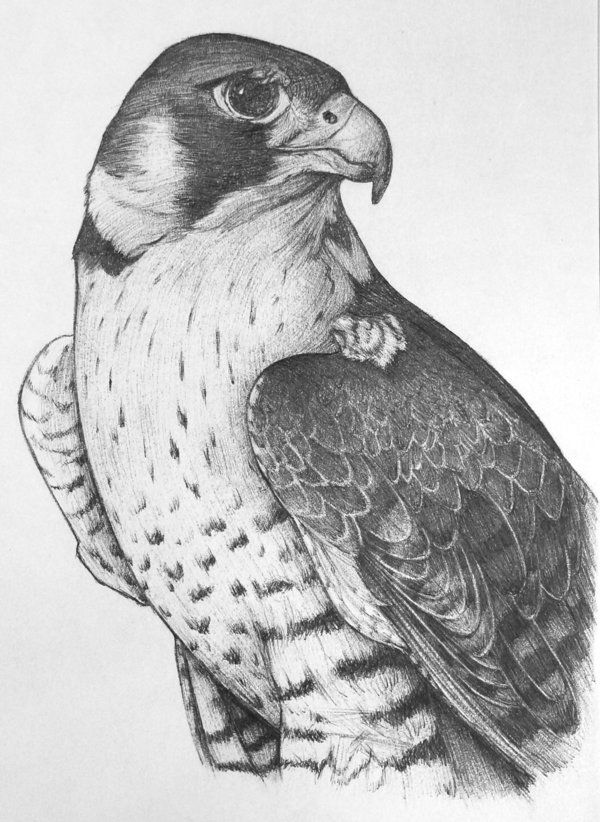 Falcon Drawing Image