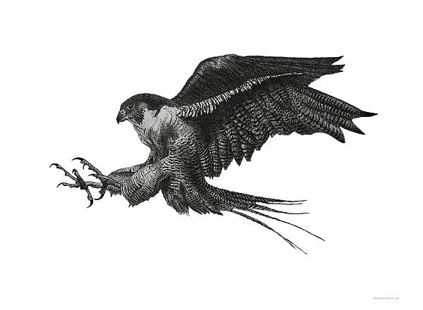 Falcon Drawing Realistic Sketch