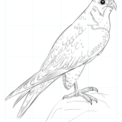 Falcon Drawing Sketch