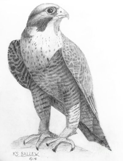 Falcon, Hunting, Bird Of Prey, Speed, Grace Drawing