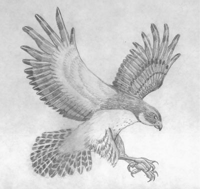 Falcon, Hunting, Precision, Grace, Speed Drawing