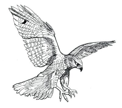 Falcon, Speed, Raptor, Agility, Predator Drawing