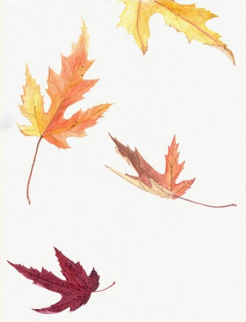 Falling Leaf Drawing Artistic Sketching