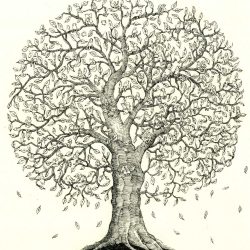 Family Tree Drawing Photo