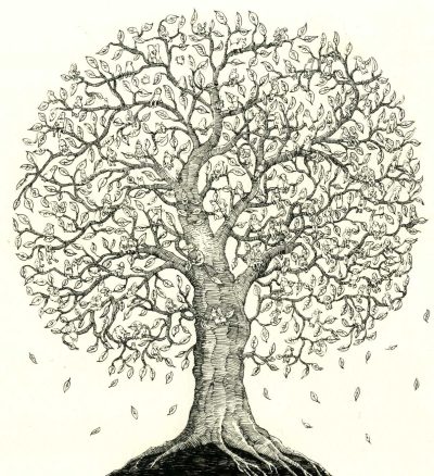 Family Tree, Heritage, Ancestry, Lineage, Generations Drawing