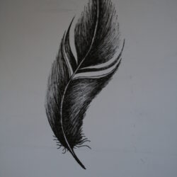 Feather Drawing