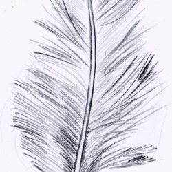 Feather Drawing Amazing Sketch