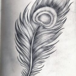 Feather Drawing Detailed Sketch