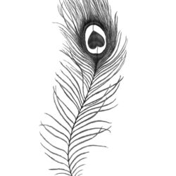 Feather Drawing Hand Drawn