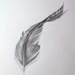 Feather Drawing Hand Drawn Sketch