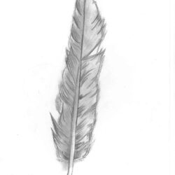 Feather Drawing Intricate Artwork