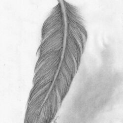 Feather Drawing Picture