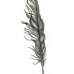 Feather Drawing Professional Artwork