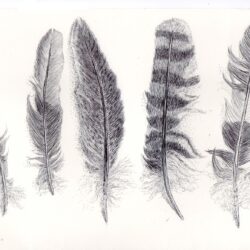 Feather Drawing Realistic Sketch