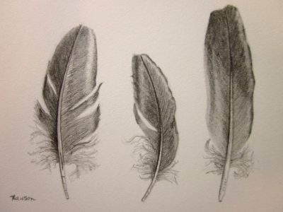 Feather, Lightness, Grace, Nature, Flight Drawing