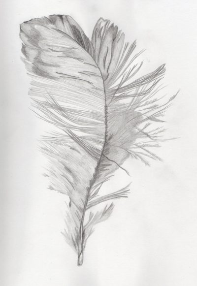 Feather, Lightness, Grace, Nature, Flight Drawing